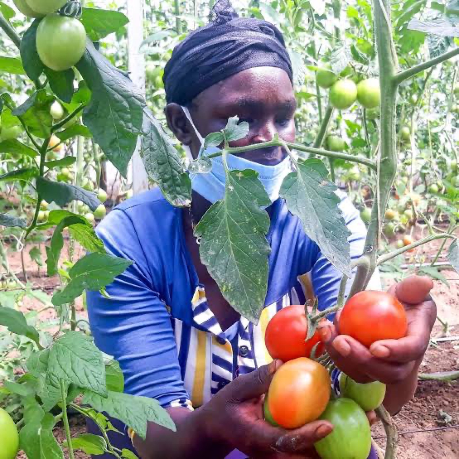 Tomato Farming Uganda